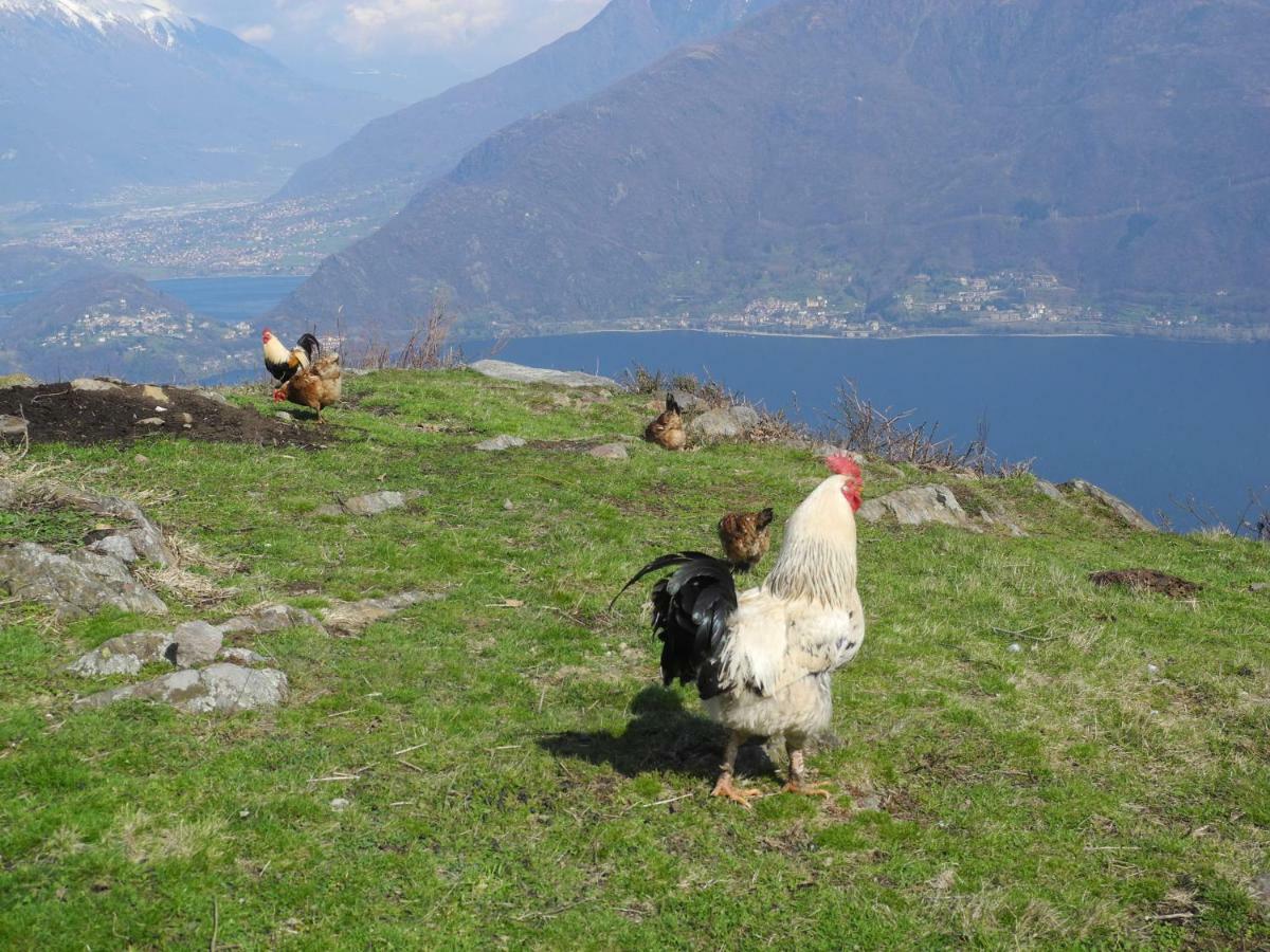 Agriturismo Piccolo Paradiso Pianello Del Lario Buitenkant foto