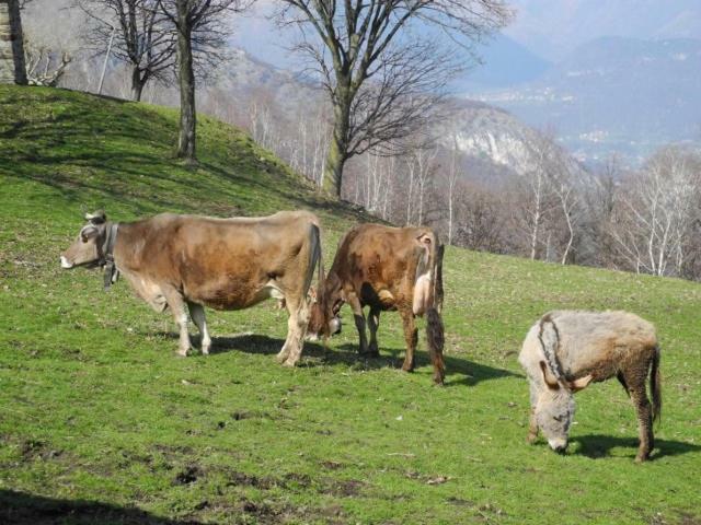Agriturismo Piccolo Paradiso Pianello Del Lario Buitenkant foto