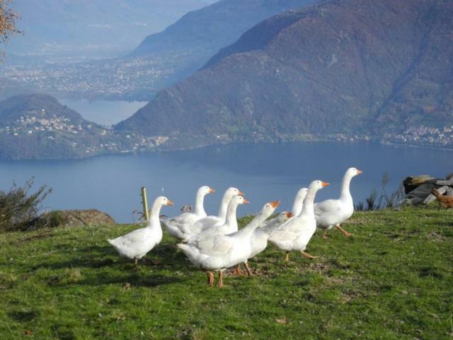 Agriturismo Piccolo Paradiso Pianello Del Lario Buitenkant foto